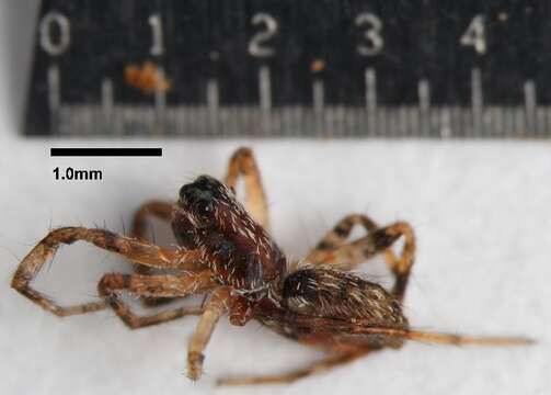 Image of wolf spiders