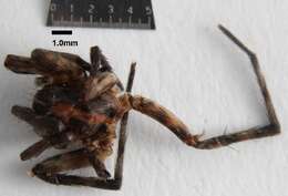 Image of wolf spiders