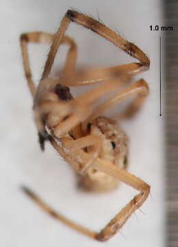 Image of Western Black Widow spider