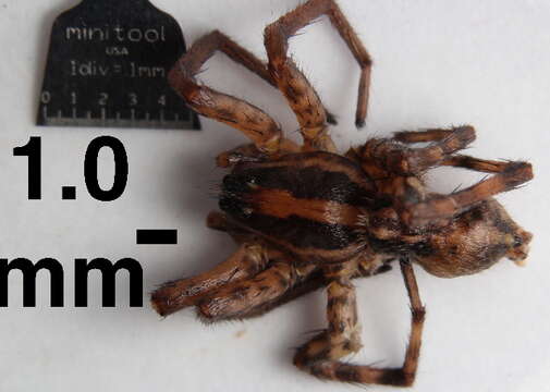 Image of wolf spiders