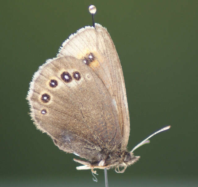 Image of Bright-eyed Ringlet