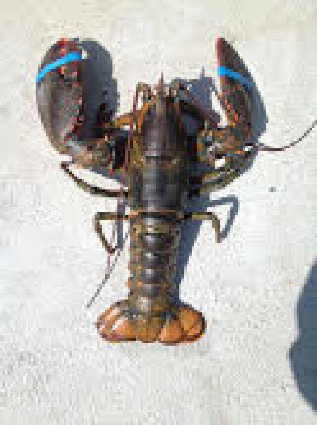 Image of American Lobster