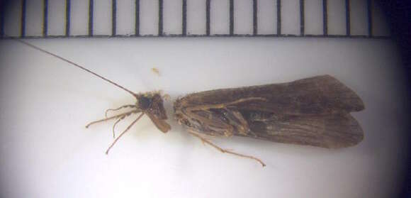 Image of Net-spinning caddisfly