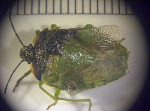 Image of stink bugs