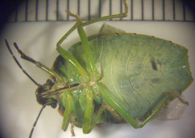 Image of stink bugs