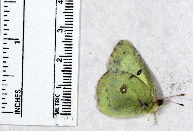 Image of Clouded sulphur