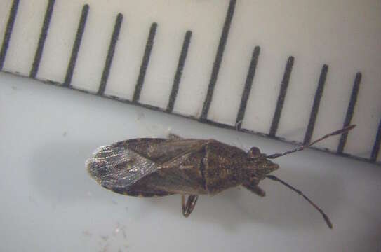 Image of seed bugs