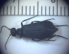 Image of blister beetles