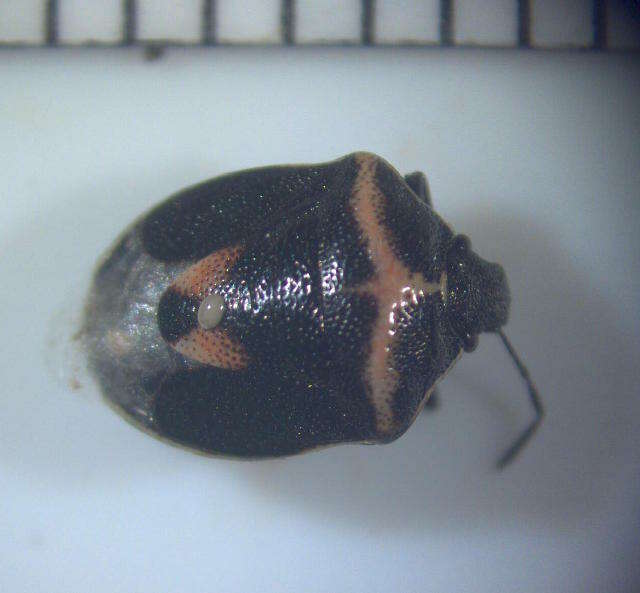 Image of stink bugs