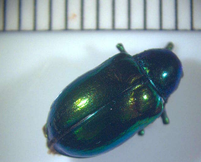 Image of leaf beetles