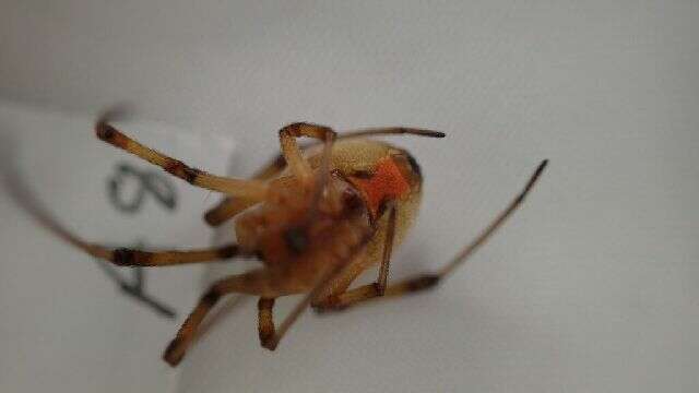 Image de Latrodectus geometricus C. L. Koch 1841