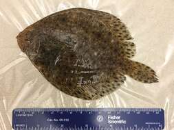 Image of windowpane flounder