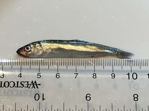 Image of Atlantic Herring