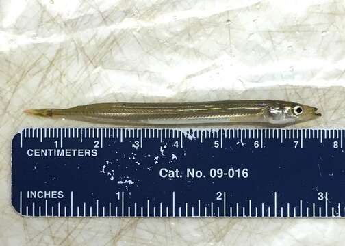 Image of Pacific sand lance