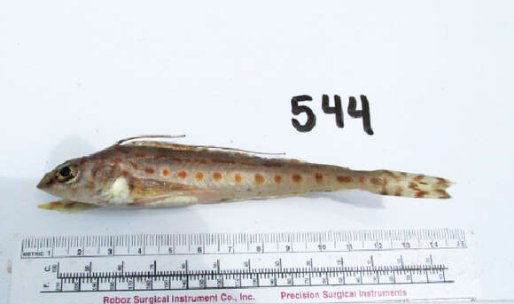 Image of Zaniolepis