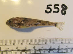 Image of Yellowchin sculpin