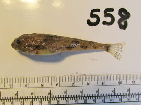 Image of Yellowchin sculpin