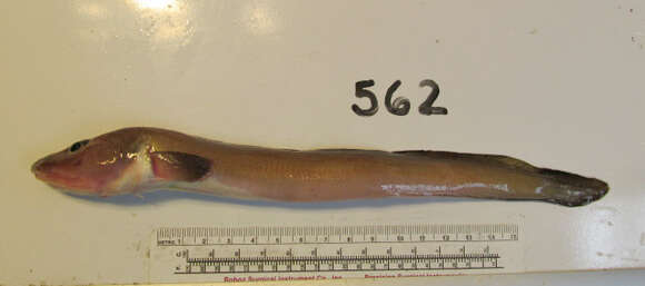 Image of Blackbelly eelpout