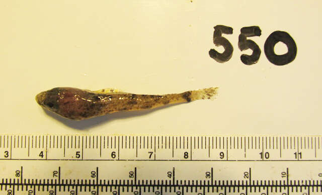 Image of Yellowchin sculpin