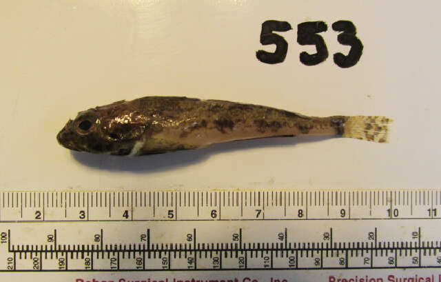 Image of Yellowchin sculpin