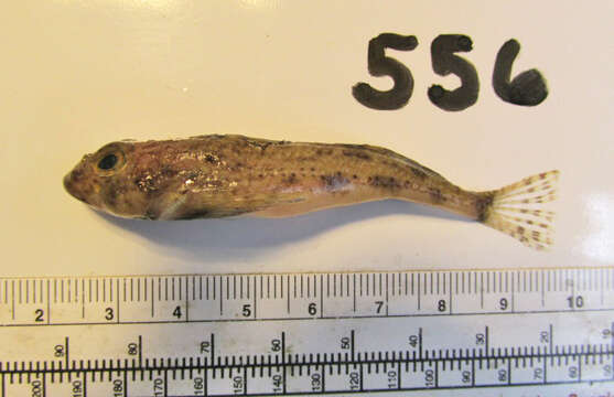 Image of Yellowchin sculpin