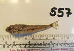 Image of Yellowchin sculpin