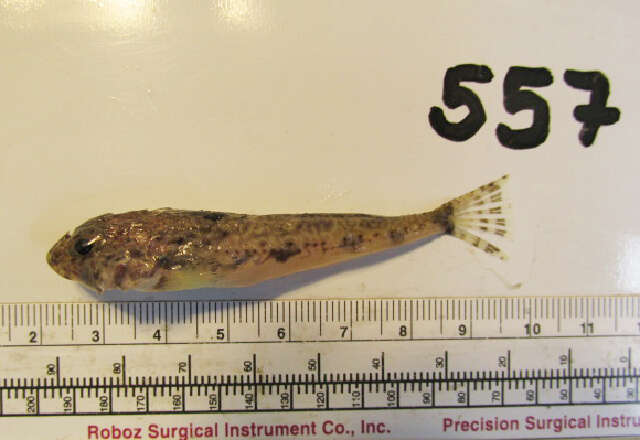 Image of Yellowchin sculpin