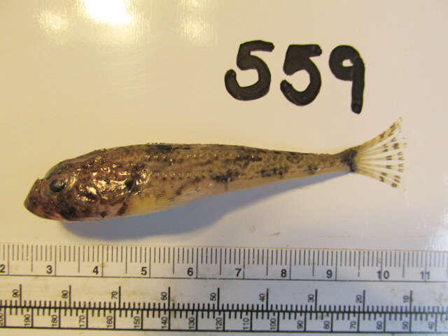 Image of Yellowchin sculpin