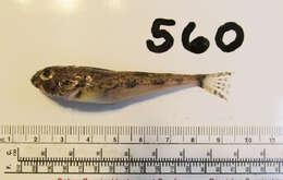 Image of Yellowchin sculpin