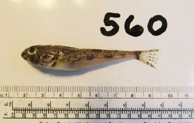 Image of Yellowchin sculpin