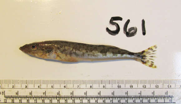 Image of Ophiodon