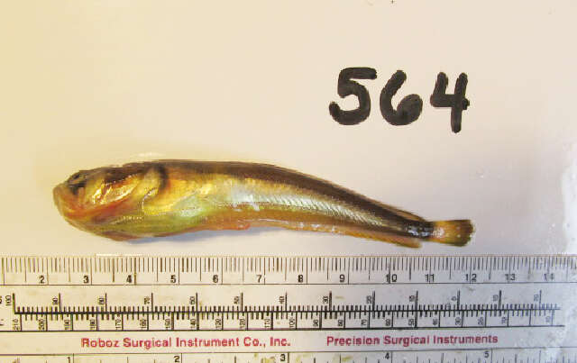 Слика од Porichthys notatus Girard 1854