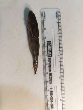 Image of Slimy Sculpin