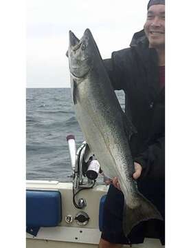 Image of Chinook Salmon