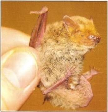 Image of Pipistrellus kuhlii