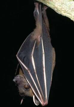 Image of greater short-nosed fruit bat