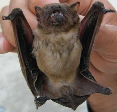 Image of Asiatic Greater Yellow House Bat