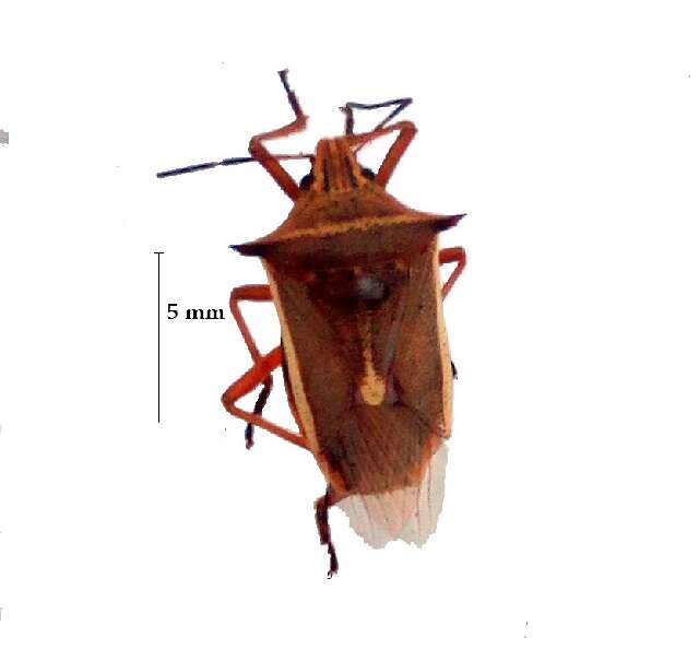 Image of Predatory Stink Bugs