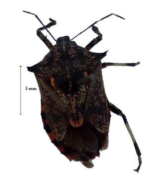 Image of <i>Eocanthecona furcellata</i>