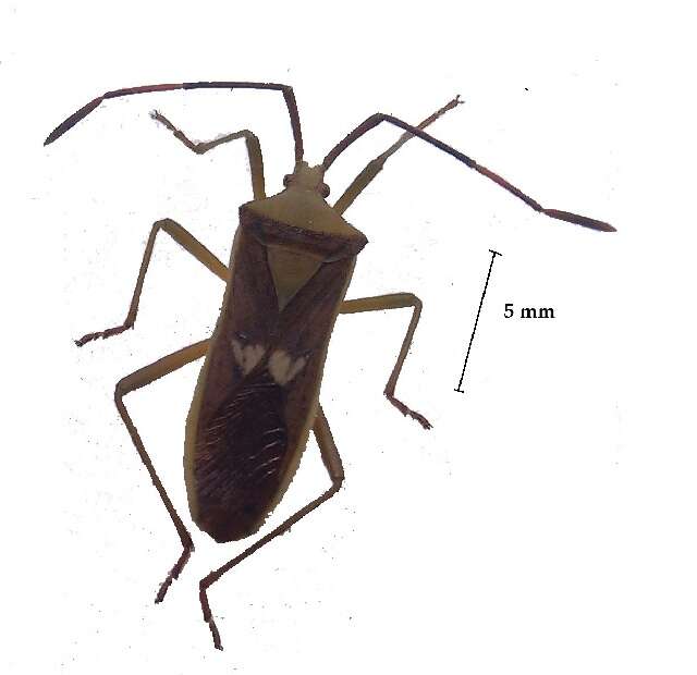 Image of Prismatocerus sigillatus (Stål 1873)