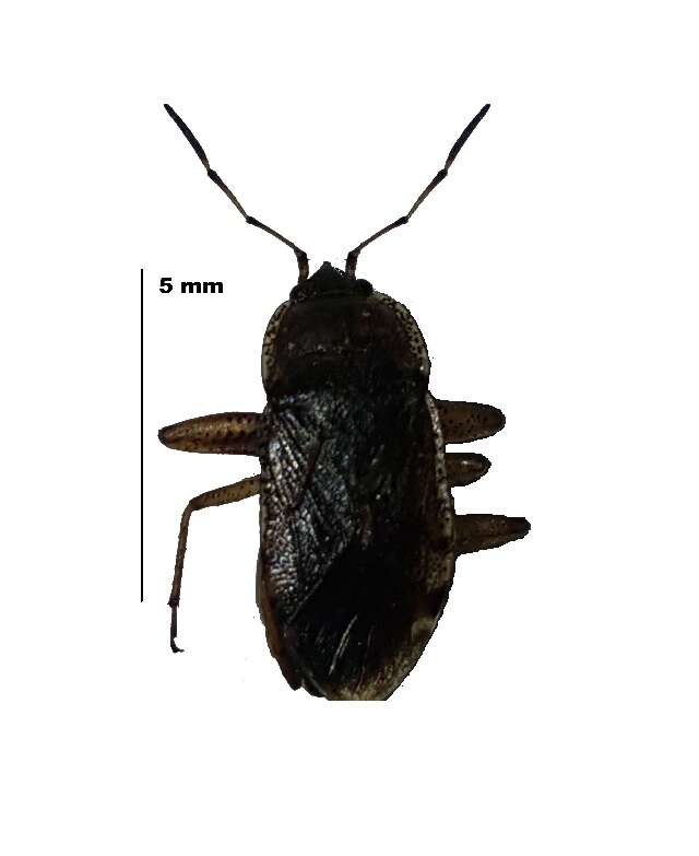 Image of Rhyparothesus dudgeoni (Distant & W. L. 1909)