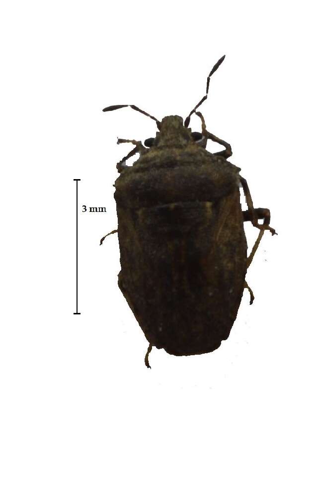Image of <i>Scotinophara ochracea</i>