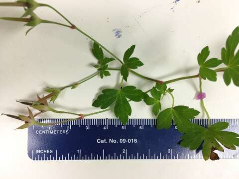 Image of bloody geranium