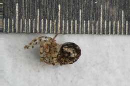 Image of Theridion