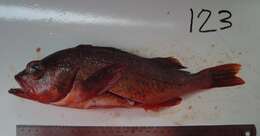 Image of Northern rockfish