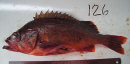 Image of Northern rockfish