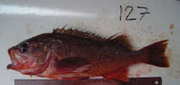 Image of Northern rockfish