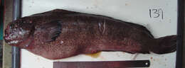 Image of prowfishes