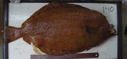 Image of Dover sole