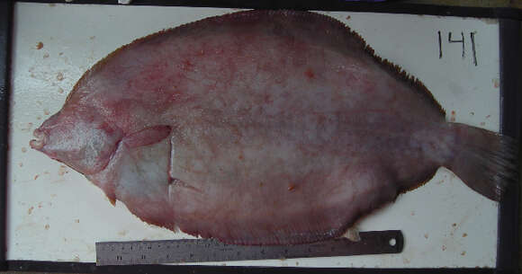 Image of Dover sole